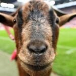 Dragon Hacganesha fortune demoasino thailandtch ทดลองเล่นฟรี